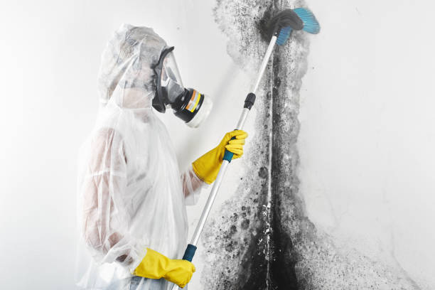 Best Black Mold Removal  in Parker, AZ