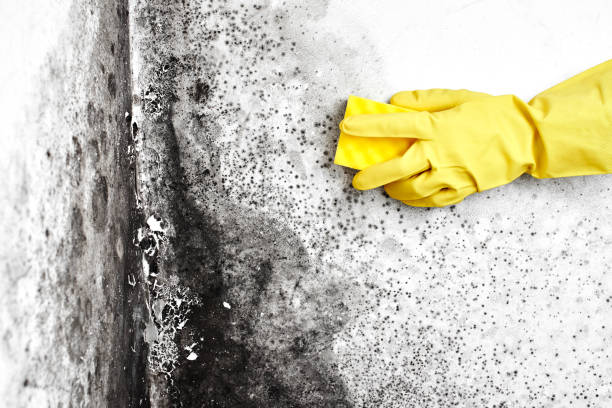 Best Mold Documentation for Insurance Claims  in Parker, AZ