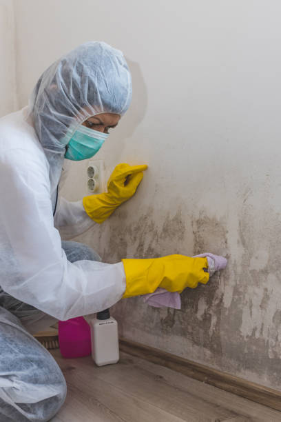 Biohazard Mold Removal in Parker, AZ