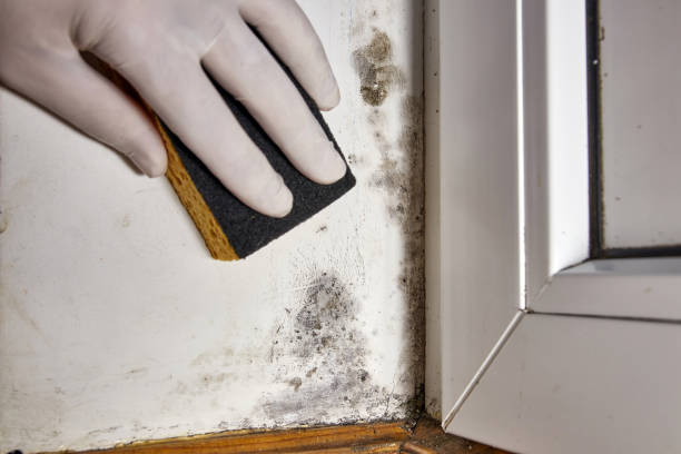 Best Asbestos and Lead Testing During Mold Inspection  in Parker, AZ